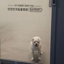 계양메디칼센터 | 인천 강아지 안과 병원 내돈내산 노견 각막궤양 시술 후기 비용 계양SKY동물메디컬센터