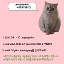 호호냥(Hohonyang) 네이버블로그