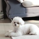 (주)에니멀클리닉컨설팅(출장진료전문병원) 이미지