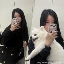 젠올데이