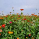 부영초록공인중개사사무소 이미지