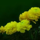 아네모네 이미지