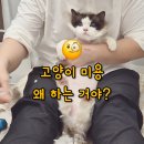 제주냐옹실 고양이미용 이미지