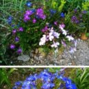 로벨리아 이미지