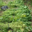 만리포헛개나무농장 이미지