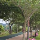 [부산 강서구 수국] 녹산고향동산, 방금 다녀온 후기(6/25) 실시간 개화 현황