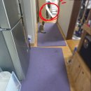 아다리 | 이리로 실리폼매트, 강아지 고양이 미끄럼방지 쿨매트 내돈내산 추천 후기