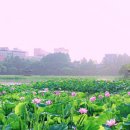 “이제 뻔한 해수욕장은 그만 가세요”… 연꽃부터 야경까지 즐길거리 가득한 국내여행지 이미지