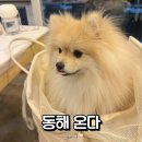 온다ONDA, 동해 | 알콩이랑 함께 동해 온다 재방문, 이번엔 문어해물철판 먹어 봄