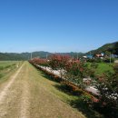 배롱나무길 이미지