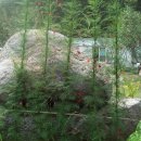 부광 농장 이미지