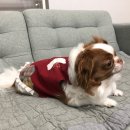 문화애견 이미지