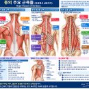 등 근육에 강한 압력을 적용하는 스포츠마사지｜주먹과 전완을 이용한 심부 마사지 이미지