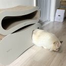 뽀떼나 | 뽀떼 고양이 스크래쳐 추천! 숨숨집 대형 침대 소파까지 L3+ 한 달 사용후기