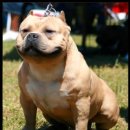 포켓불독 이미지