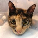 삼양 동물병원 이미지