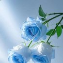 세벽 걷기 운동 탄천길ㅡ미스김 라일락꽃 꽃길ㅡ유행가 손 빈아 노래ㅡ 평행선 문 희옥 노래ㅡ 오라버니 금잔디 노래ㅡ 얄미운 사람 김 지애 이미지