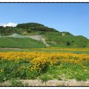 온천천시민공원 영산홍 이미지