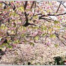 민주(대청) 공원 겹벚꽃 (23..4/13) 이미지