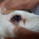 동현24시동물병원 이미지