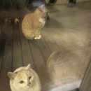 스테이장유7 | 제주 애월 숙소 스테이장유7 제주도 고양이 포토덤프