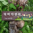 가비야생화 이미지
