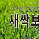 새싹피부