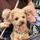 선수입장 이미지