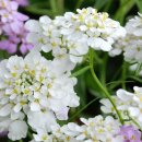 이베리스 이미지