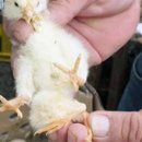 한다리농장 이미지