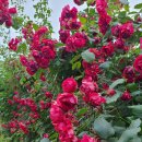 세븐일레븐 수원장안청아점 이미지