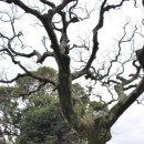 성읍민속마을 이미지