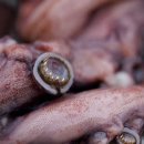 ﻿멕시코의 대왕오징어 빨판과 이빨 확대 이미지