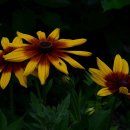 루드베키아 이미지