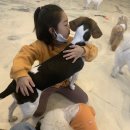 도그민 이미지