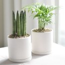 식물 인테리어 | 1+1 공기정화식물 스투키 테이블야자 인테리어식물 키우기 후기