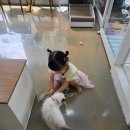 광주고양이가정분양비비냥 | [광주 신상 핫플] 5월에 오픈한 고양이 천국 ‘비비냥카페’, 4살 아이와 2시간 순삭하고 온 솔직 후기!