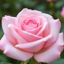 Words 💜F.R. David/Amour secret - Helene Rolles/Evergreen - Susan Jacks 이미지