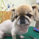 아지랑양이 이미지