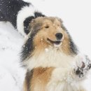 아이즈 오브 엔젤 이미지