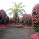 동백농원 이미지