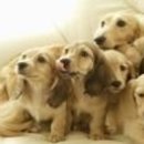 닥터훈트 이미지