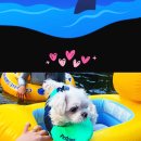 가평노팅힐계곡애견펜션 이미지