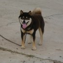 하치