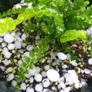 배들농장2 이미지