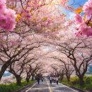 롯데광주CNN어패럴 | 🌸 2026 벚꽃 나들이, 타이밍 놓치면 후회해요! — 전국 개화 시기 & 명소 총정리"작년에 꽃봉오리만...