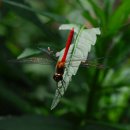 고추잠자리 이미지