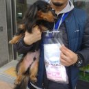 개-1번지 이미지