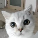 냥이의하루 카페.분양 이미지