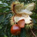 화개농장 이미지